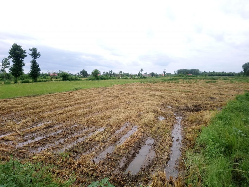 Une rizière après la récolte