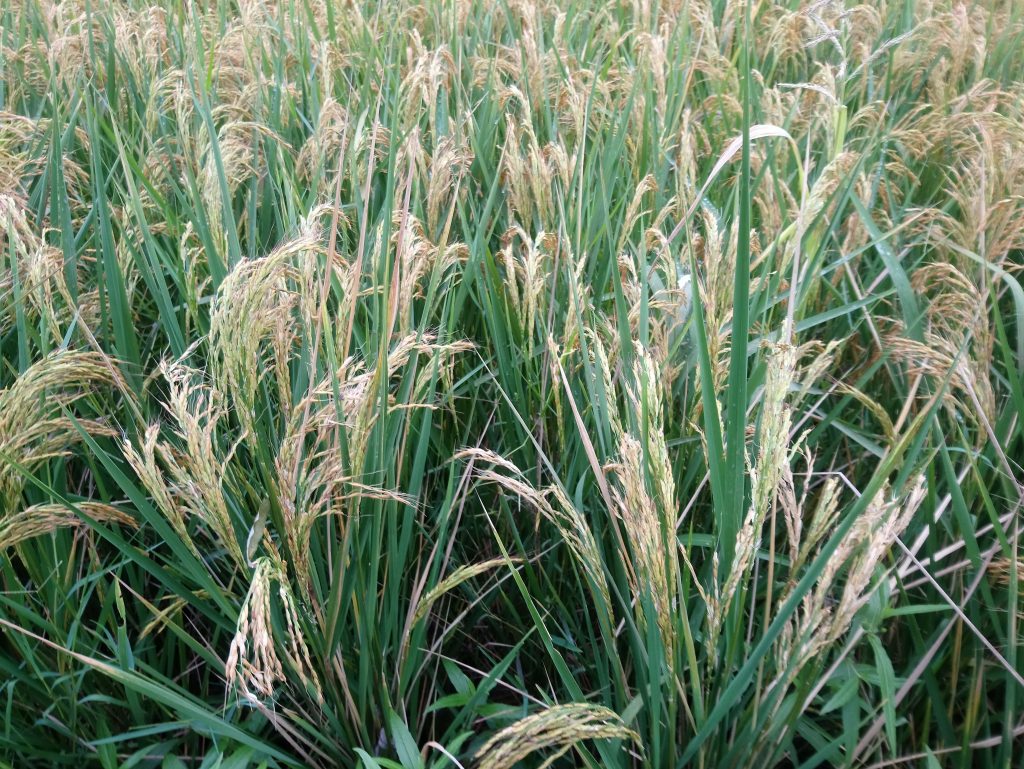 rizière en Iran
